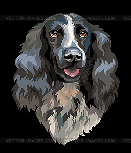 Spaniel dog color - vector clipart