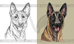 Hand drawing dog Belgian shepherd monochrome and - vector clipart