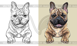 Hand drawing dog French bulldog monochrome and color - vector clip art