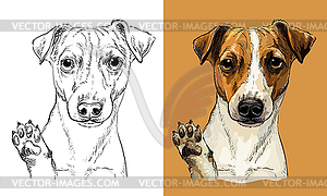 Hand drawing dog Jack russel terrier monochrome - vector image