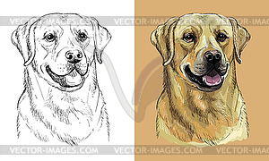 Hand drawing dog labrador retriever monochrome and - vector clipart