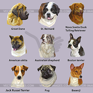 Different dogs breeds big set - vector image