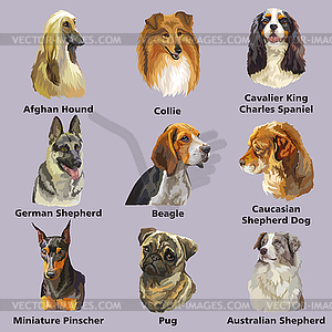 Different dogs breeds set - royalty-free vector image