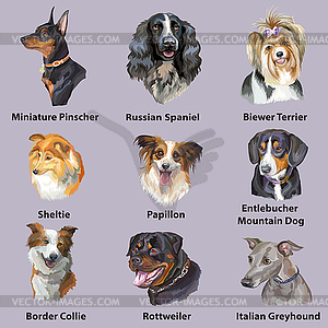 Different happy dogs breeds set - vector clip art