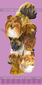 Vertical poster of different dogs breeds pur - vector clip art