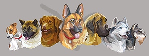 Realistic dogs of different breeds - vector clipart