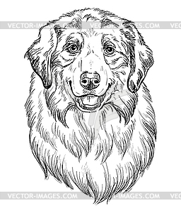 Australian Shepherd hand drawing dog - vector image