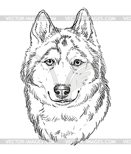 Siberian Husky hand drawing dog - vector clipart