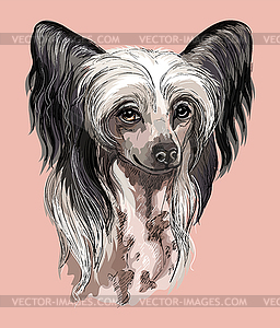Poodle hand drawing dog color - vector image