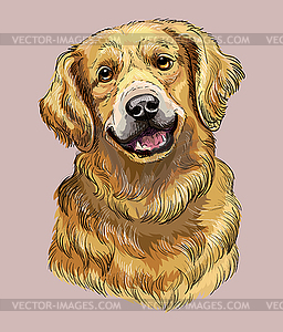 Golden Retriever hand drawing dog color - vector image