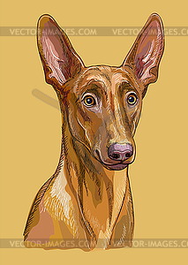 Pharaoh Hound hand drawing dog color - vector clipart