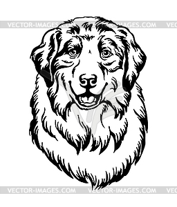 Australian Shepherd dog black contour portrait - vector image