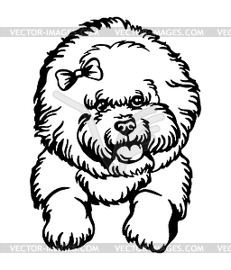 Bichon Frise dog black contour portrait - vector clip art