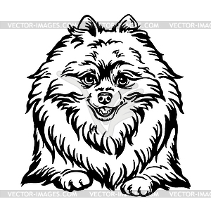 Pomeranian dog head black contour portrait - vector clipart