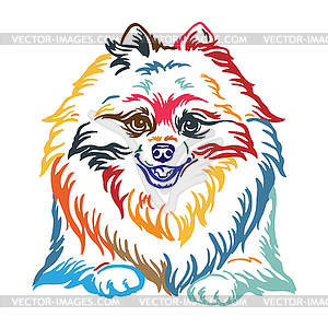 Pomeranian dog abstract color portrait - royalty-free vector image