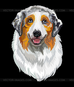 Portrait of Australian shepherd dog - vector clipart