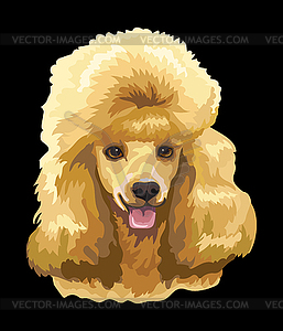 Portrait of Poodle dog - vector image