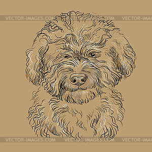 Barbet dog hand drawing dog brown - vector clipart