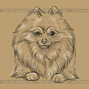 Pomeranian dog hand drawing dog brown - vector clipart