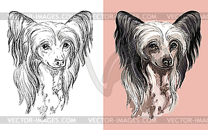 Chinese Crested dog portrait - vector clipart