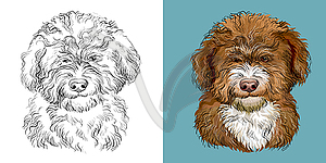 Barbet dog portrait - stock vector clipart