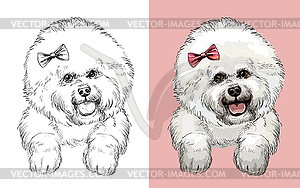 Bichon Frise dog portrait - vector clip art