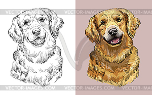 Golden Retriever dog portrait - vector clipart