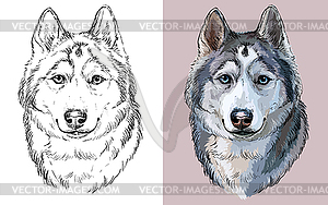 Siberian Husky dog portrait - vector clipart