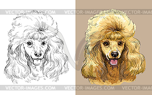 Poodle dog portrait - royalty-free vector image