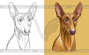 Портрет собаки фараона - рисунок в векторе