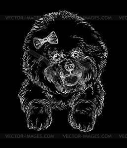 Гравировка собаки бишон-фризе на черном фоне - векторное графическое изображение
