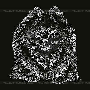 Engraving Pomeranian dog on black background - vector clip art