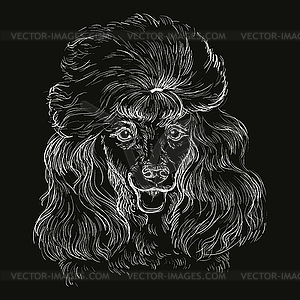 Engraving Poodle dog on black background - vector clipart