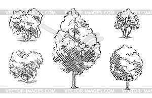 Hand drawing sketch of trees - vector image