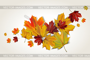 Autumn maple leaves - vector clip art