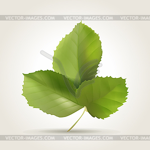 Leaves - vector clipart