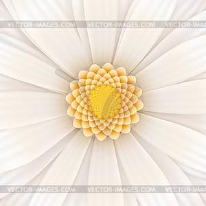 Белый цветок герберы, квадрат - векторная иллюстрация