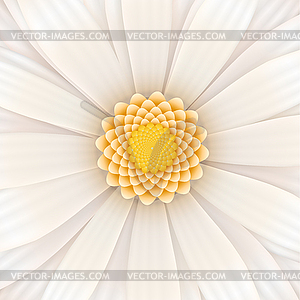 White gerbera flower, square - vector clipart