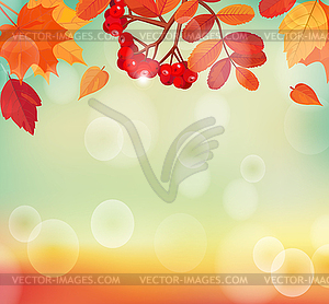 Autumn background with colorful leaves and rowan - vector EPS clipart