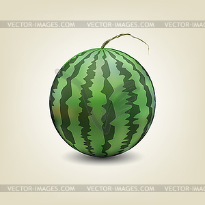 Photo realistic watermelon,  - vector clipart