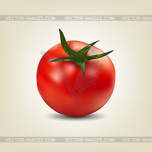 Photo realistic red tomato, - vector image