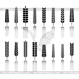 Set of various wheat spikelets,  - vector clipart