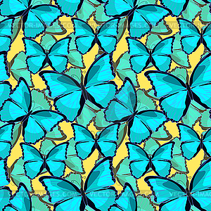 Seamless pattern butterfly blue morpho monarch - vector image