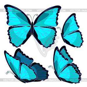 Set blue morpho butterfly monarch - vector clipart