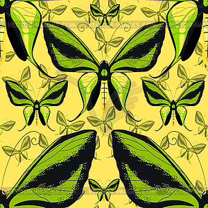 Ornithoptera paradisea, butterfly wings of bird - vector clip art
