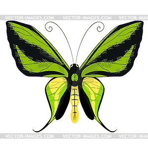 Ornithoptera paradisea, butterfly wings of bird of - vector clip art