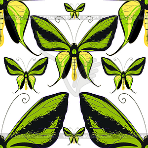 Орнитоптера Райская, крылья бабочки птиц - векторизованный клипарт