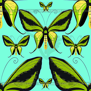 Ornithoptera paradisea, butterfly wings of bird - royalty-free vector clipart