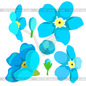 Set of forget-me-alpine wild flower - vector clipart