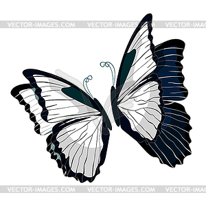 Morpho butterfliese butterfly monarch black and - vector clipart